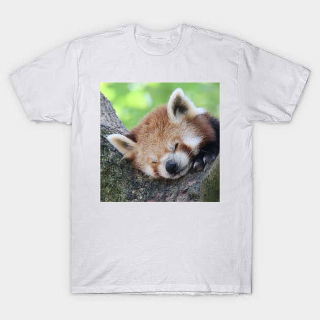 Red Panda 003 T-Shirt by JAMFoto